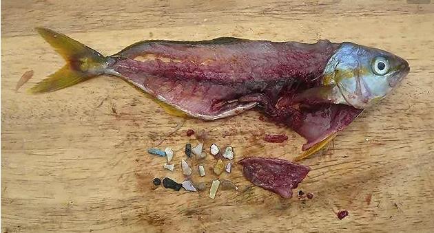 震驚！首次確認(rèn)：人體已被微塑料污染！